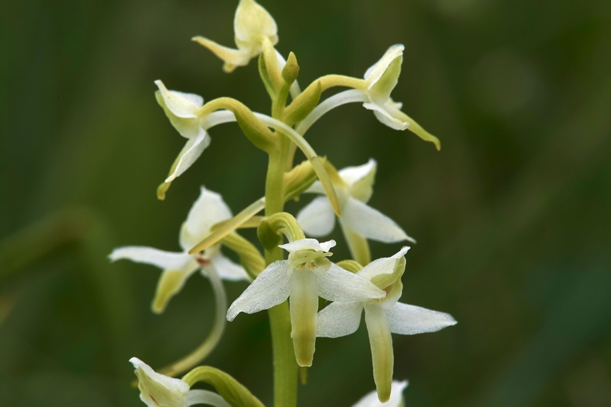 Lesser Butterfly Orchid - Beeston Common 23/06/17