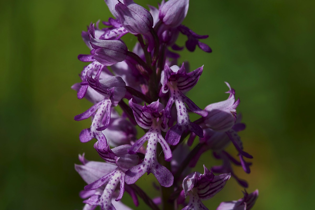 Military Orchid - Suffolk 28/05/17