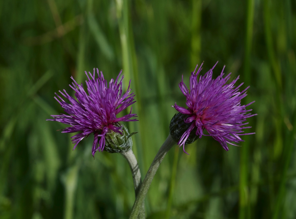 Meadow Thistle - Southrepps Common 05/06/17