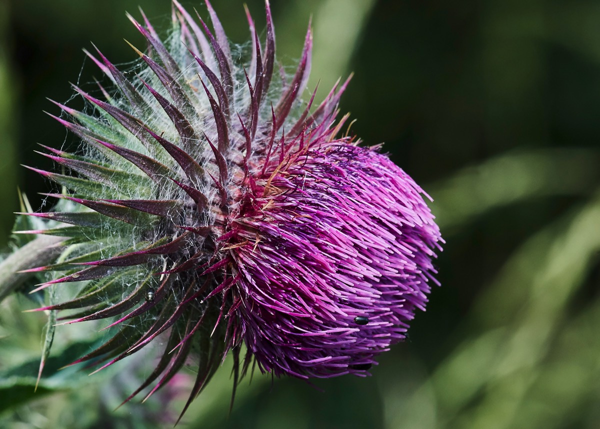 Musk Musk Thistle - Foulden Common 19/06/17