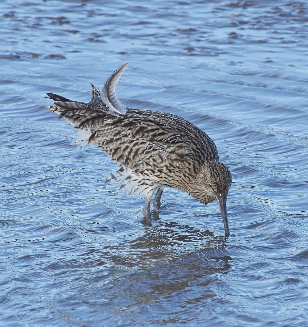 Curlew101117-1