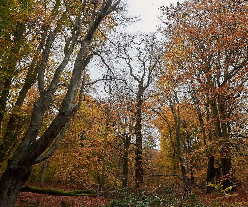 Beech161117-2