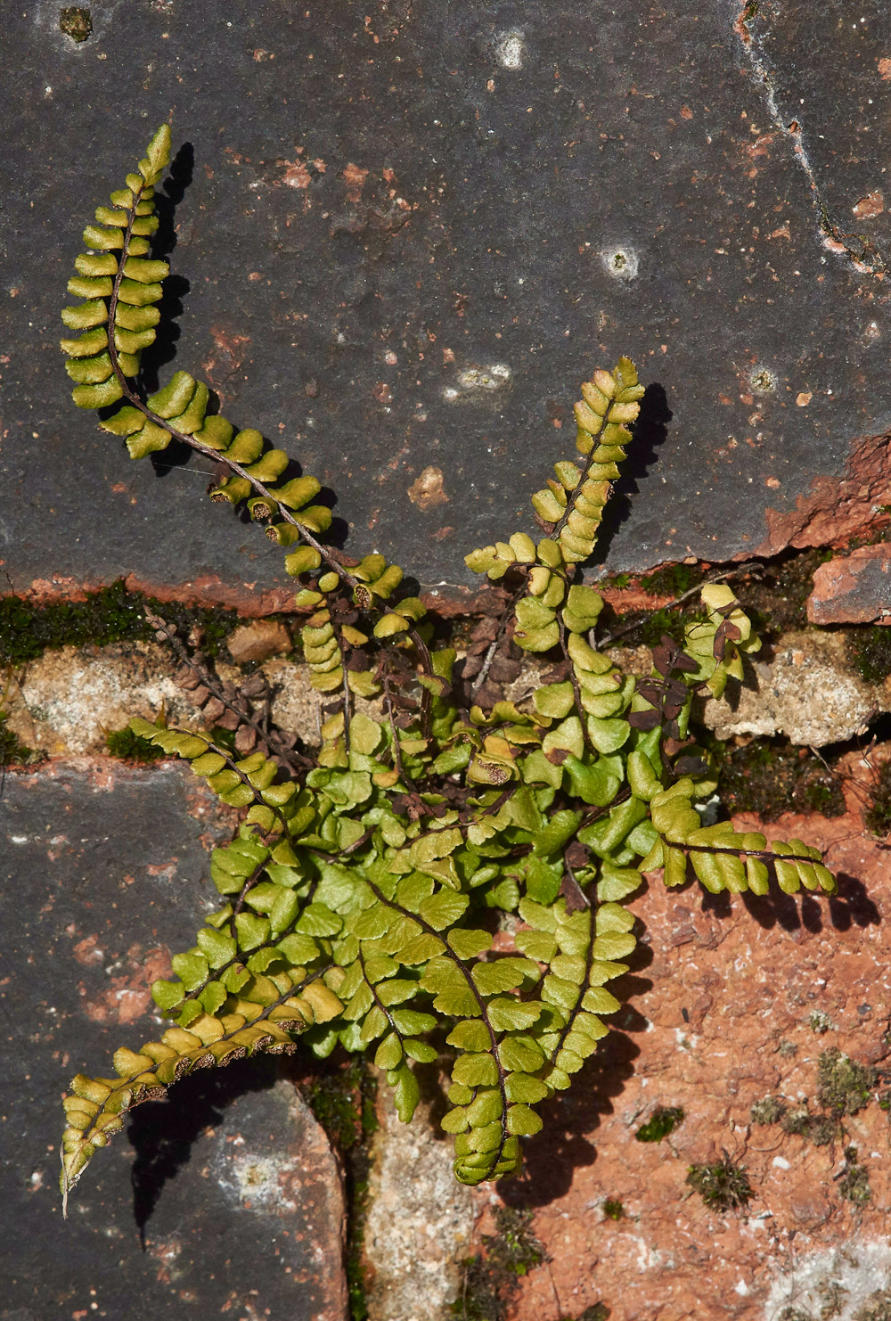 BlackSpleenwort261217-1