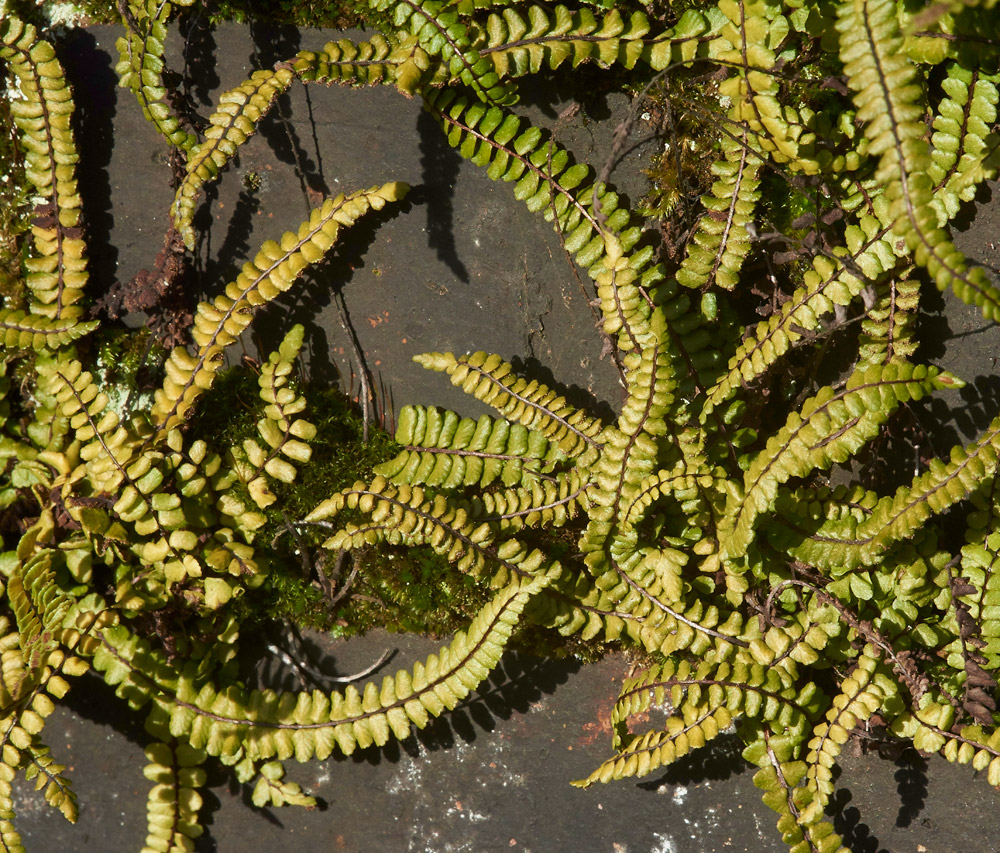 BlackSpleenwort261217-2