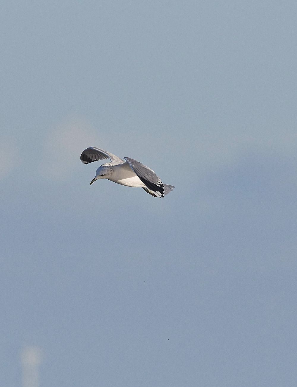 CommonGull091217-2