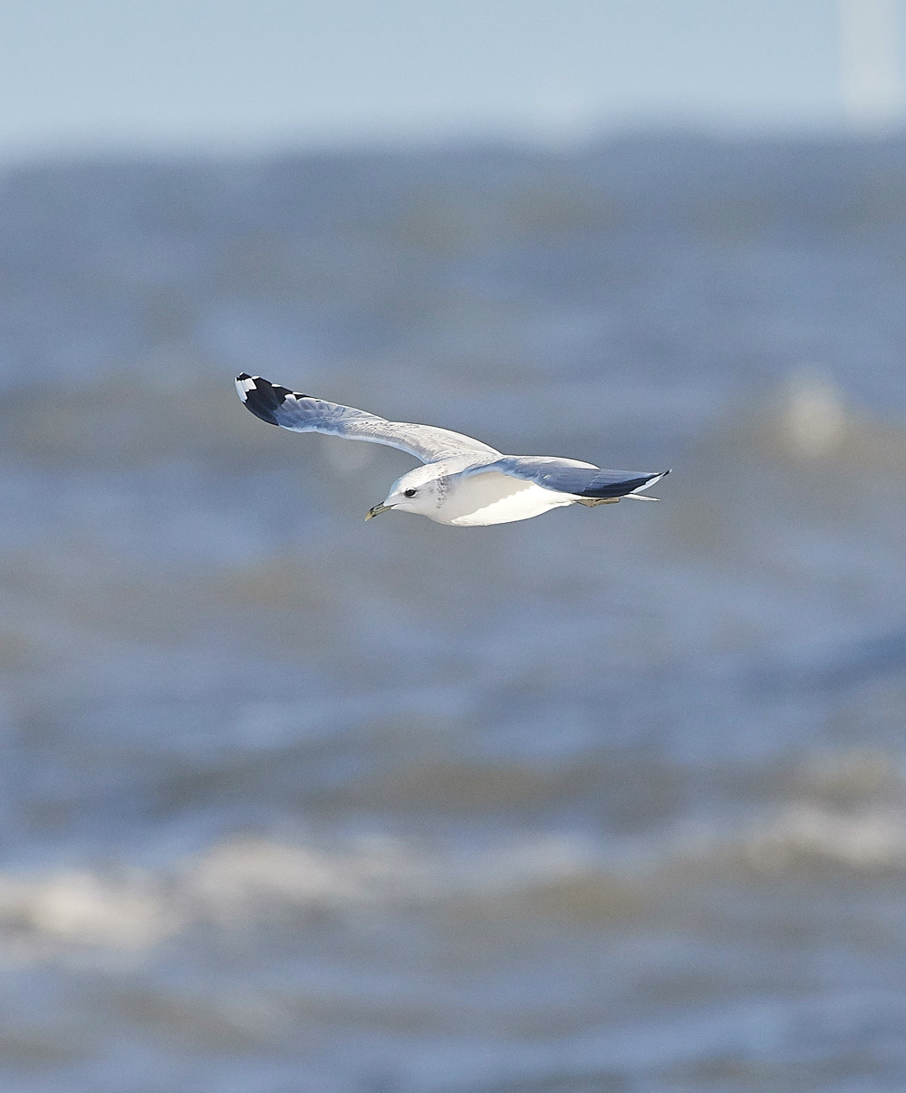 CommonGull091217-3