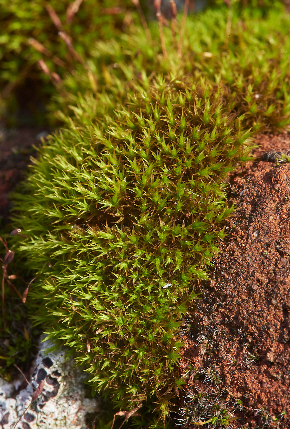 DidymodonRigidulus261217-1