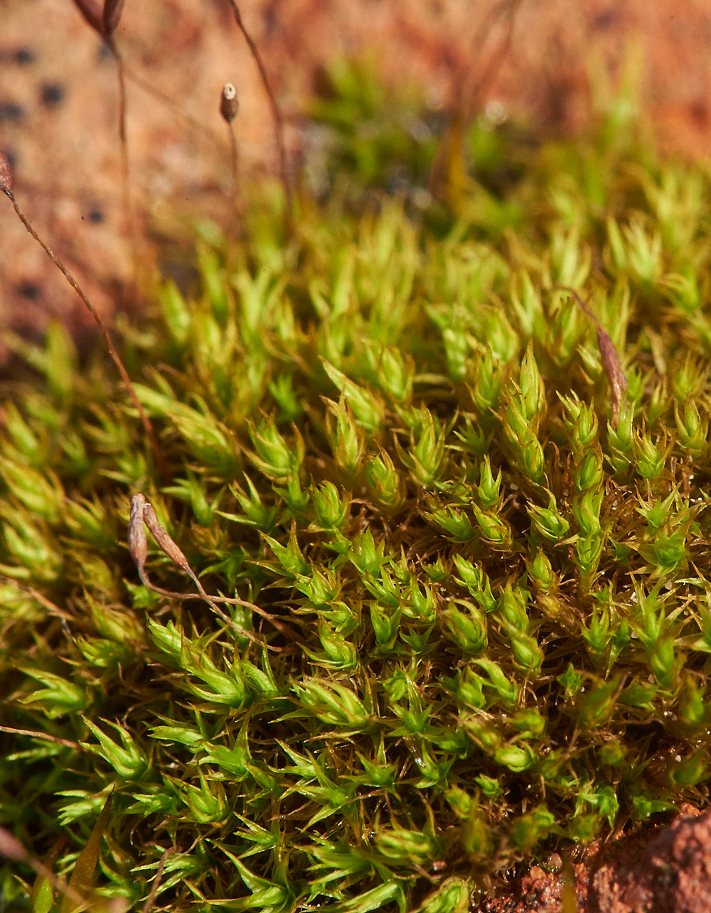 DidymodonRigidulus261217-2