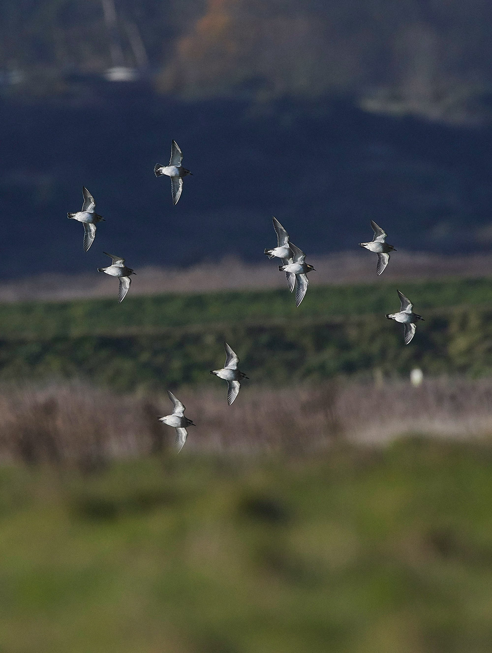 GoldenPlover091217-1