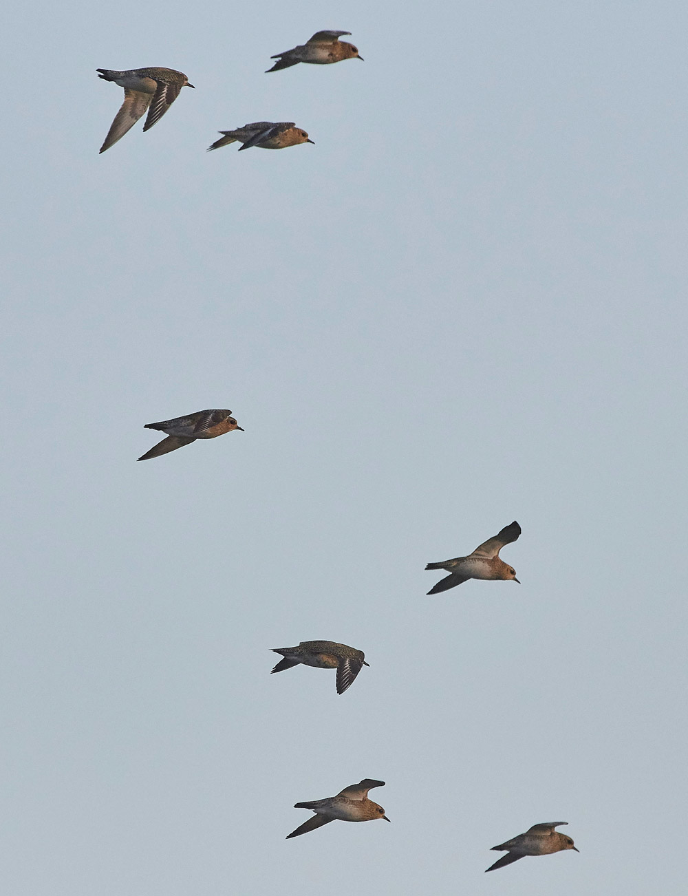 GoldenPlover221117-1