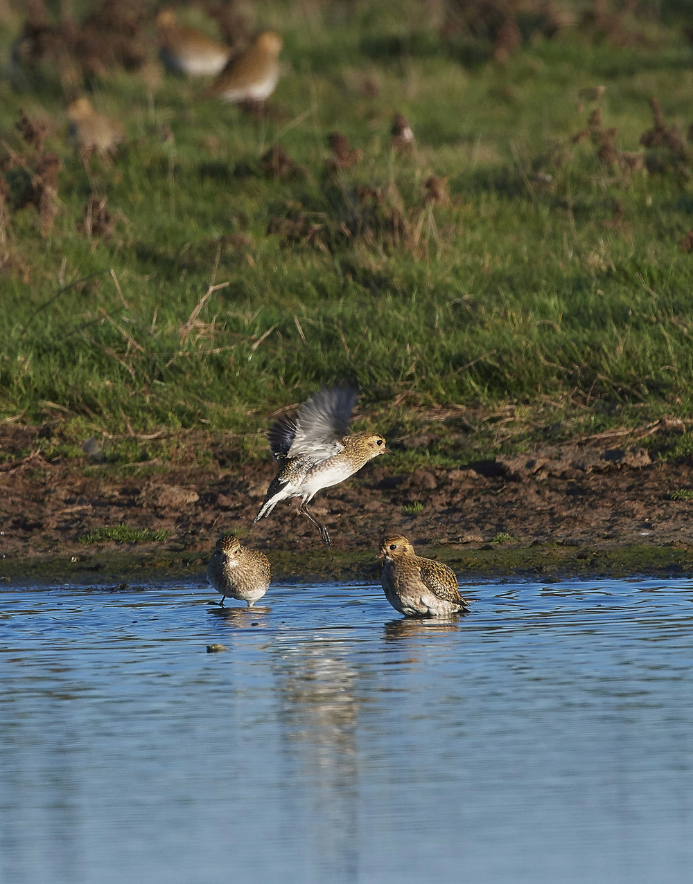 GoldenPlover241117-1