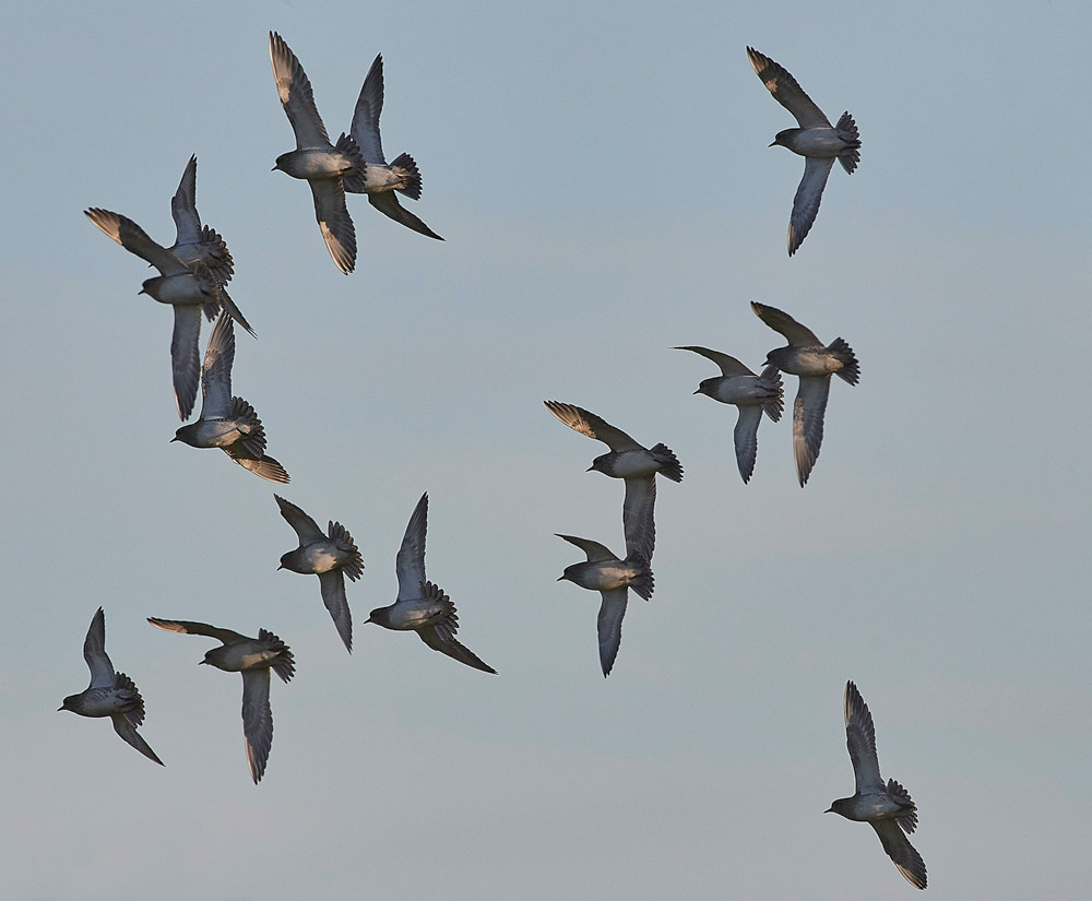 GoldenPlover241117-11