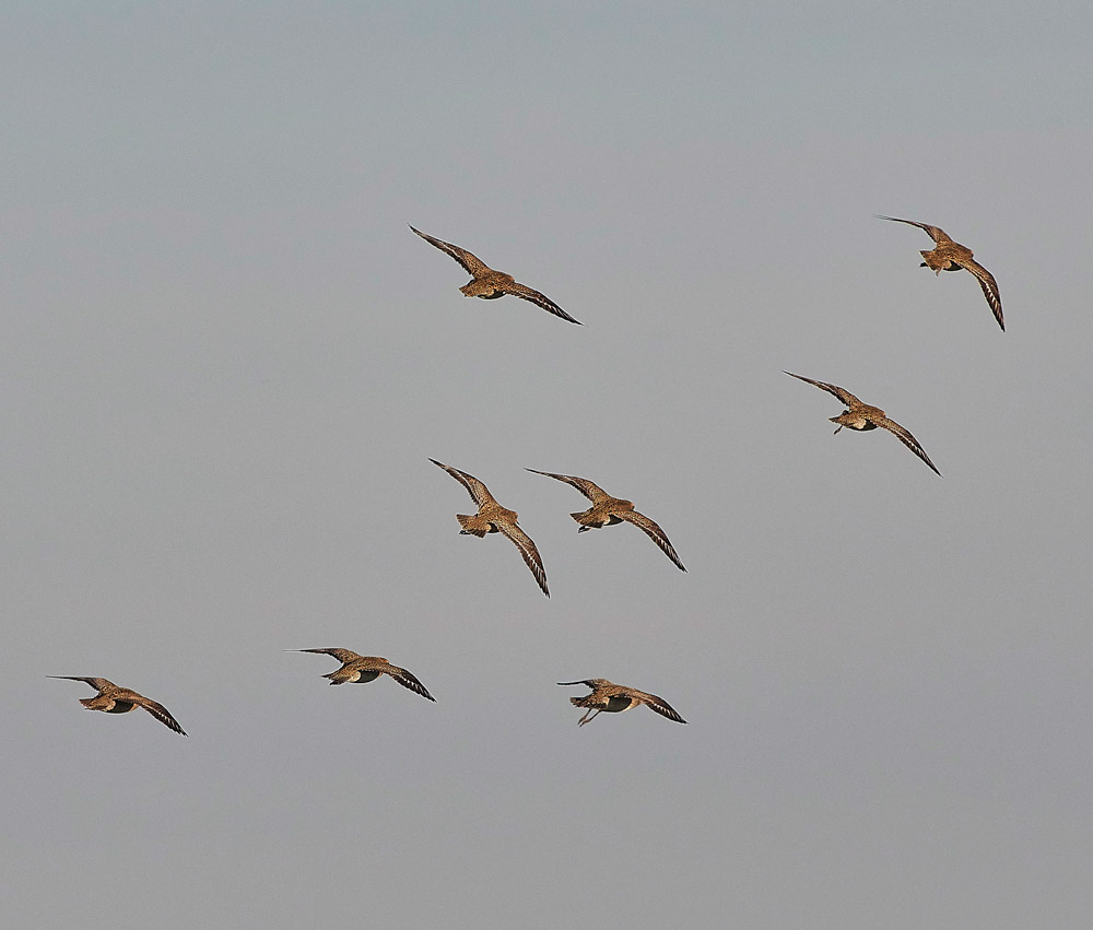 GoldenPlover241117-13