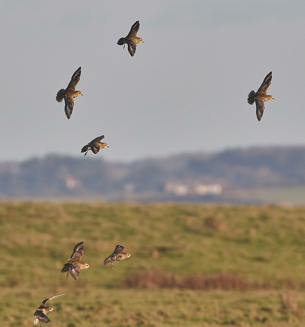 GoldenPlover241117-15