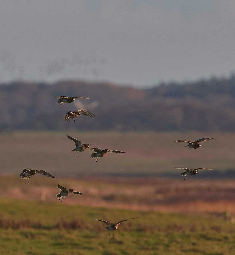 GoldenPlover241117-20