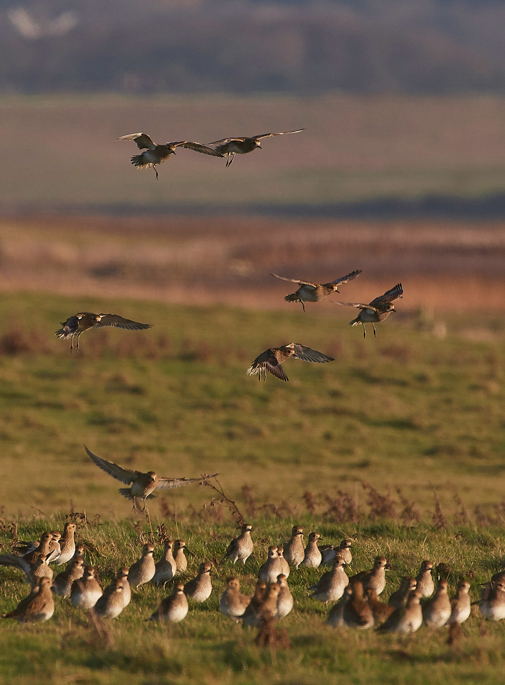 GoldenPlover241117-21