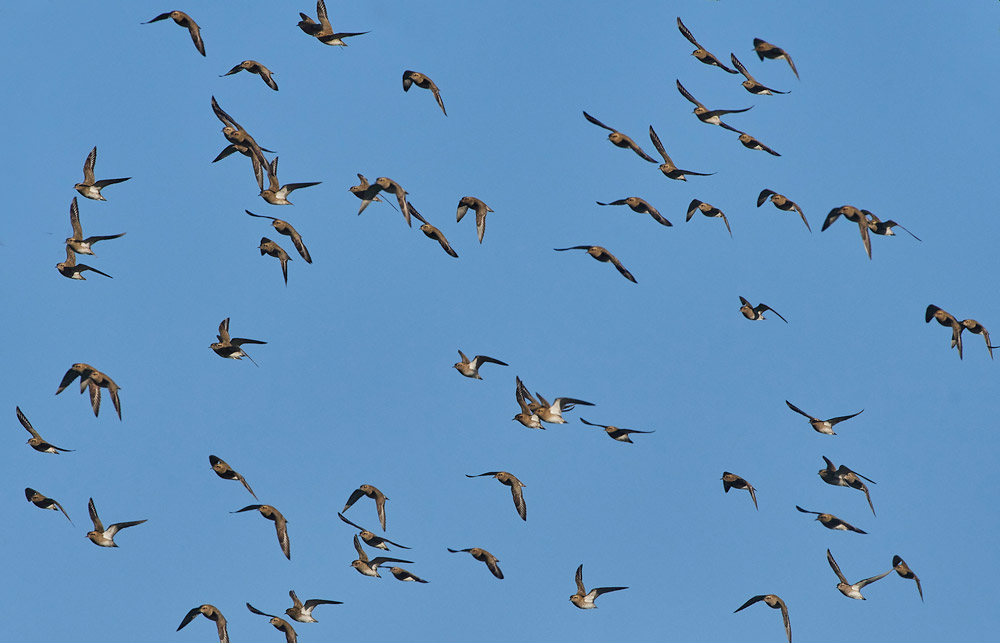 GoldenPlover241117-4