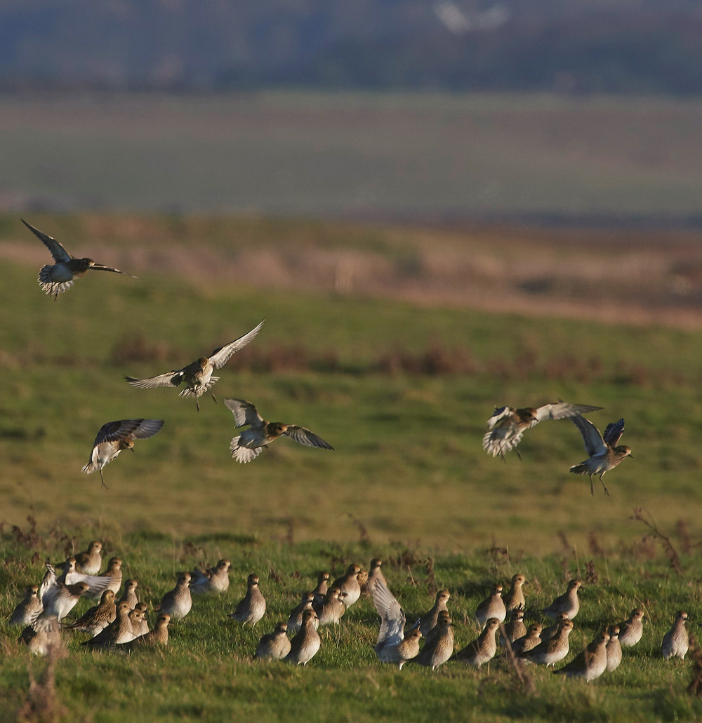 GoldenPlover241117-9