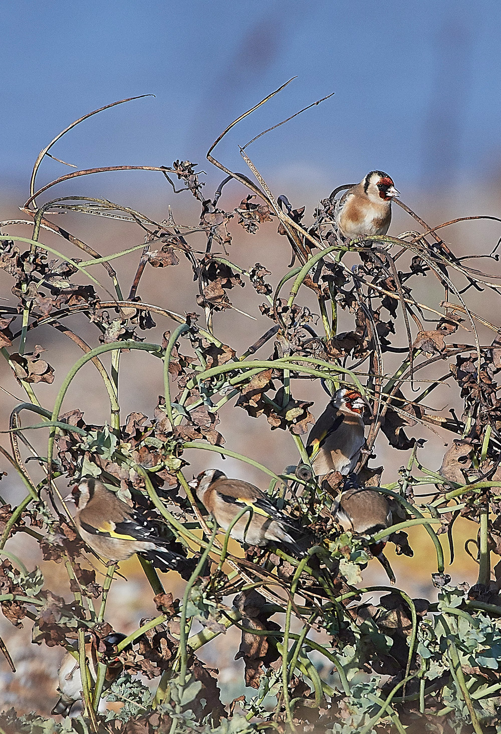Goldfinch091217-8