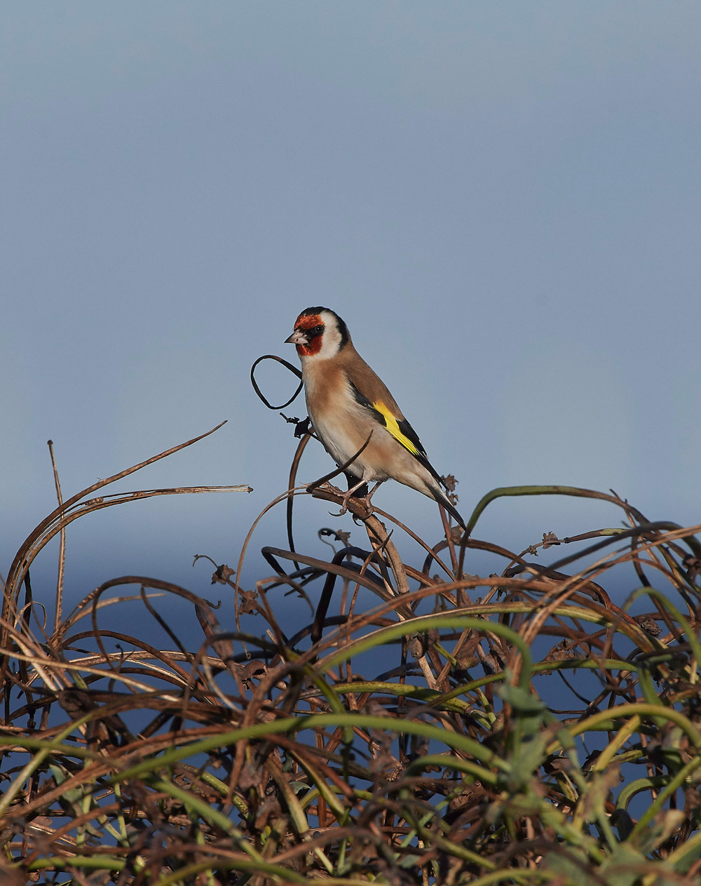 Goldfinch241117-1