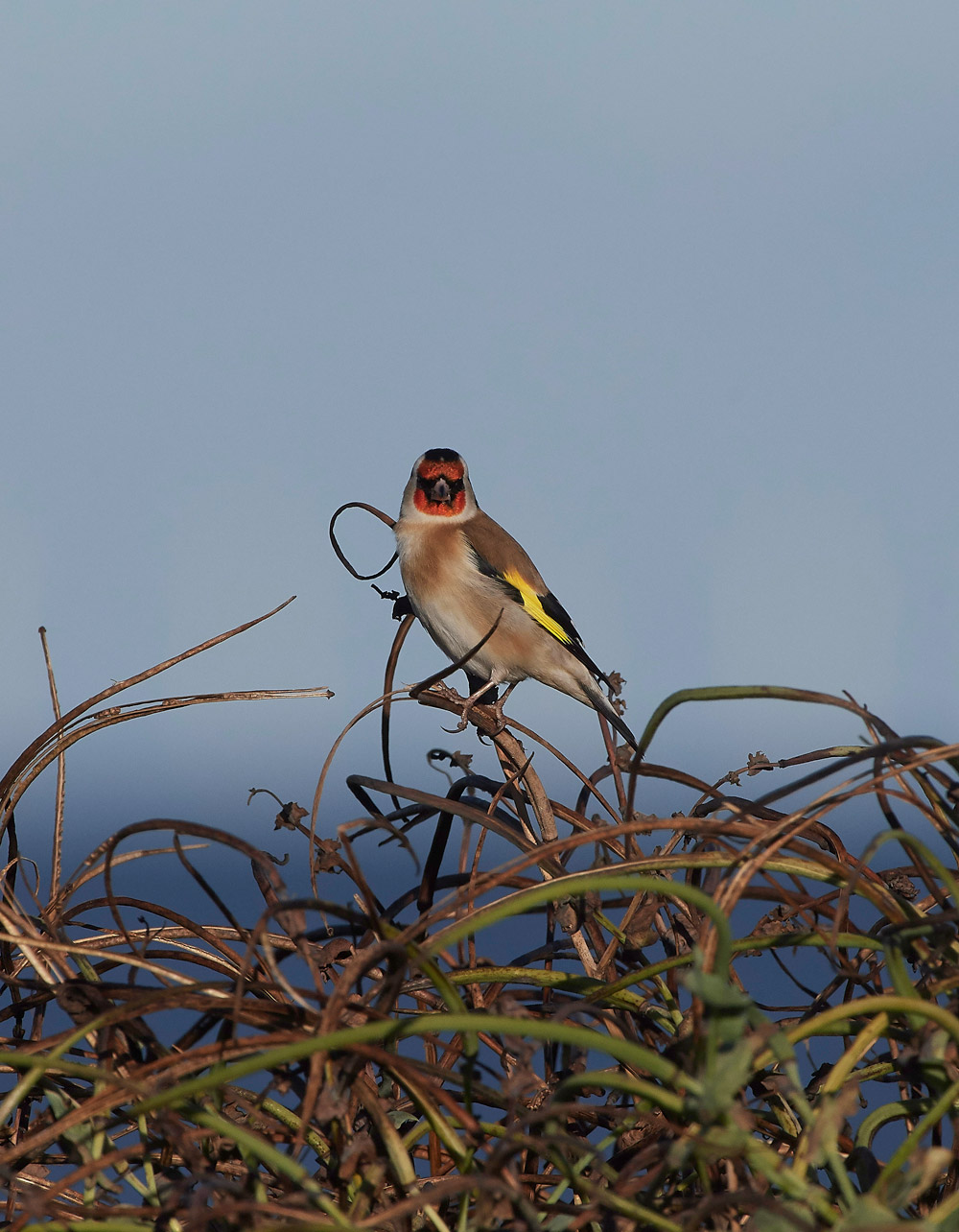 Goldfinch241117-2