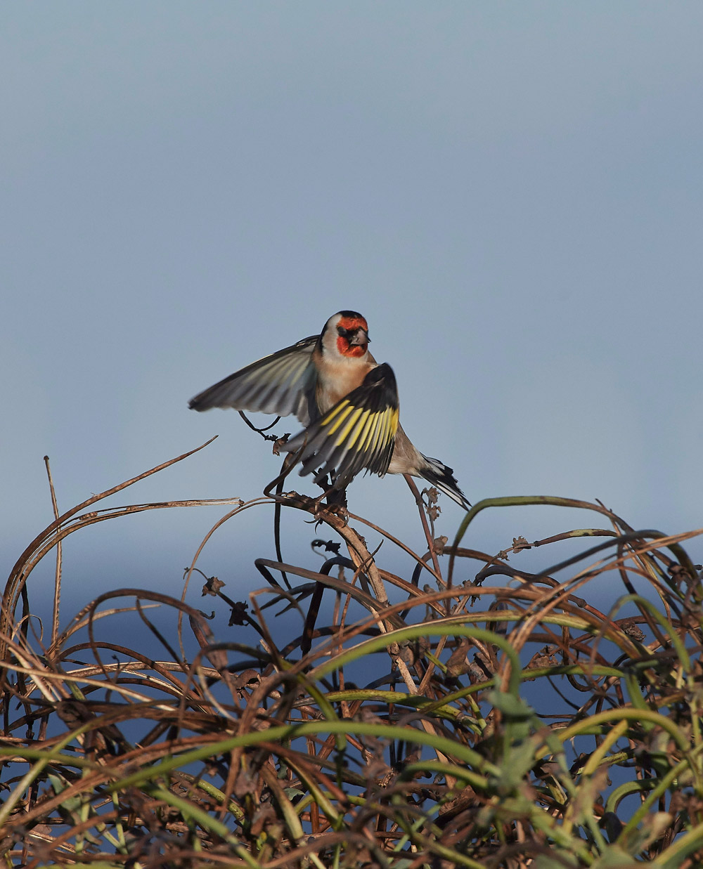 Goldfinch241117-3
