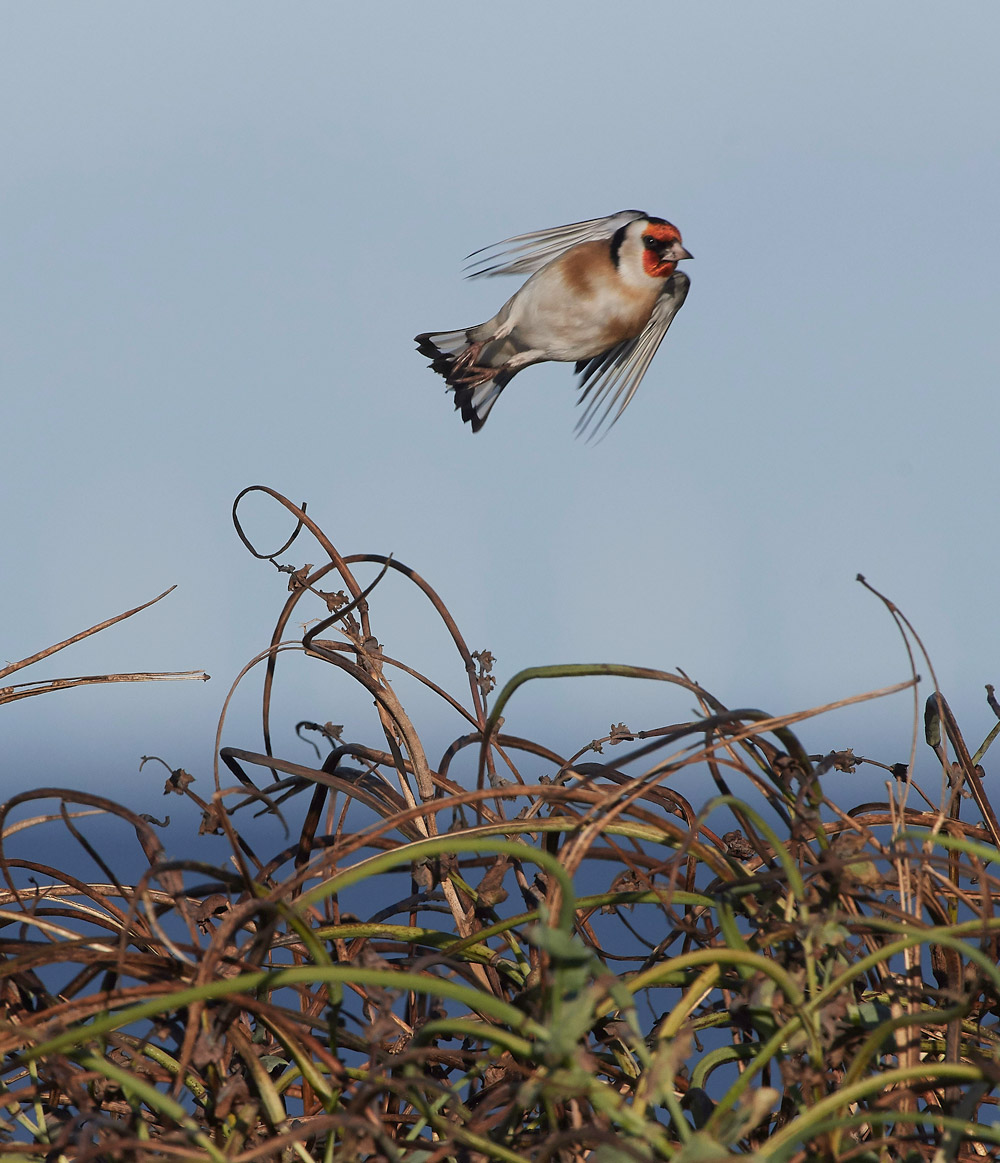 Goldfinch241117-4