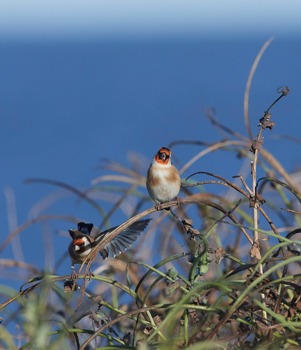 Goldfinch241117-5
