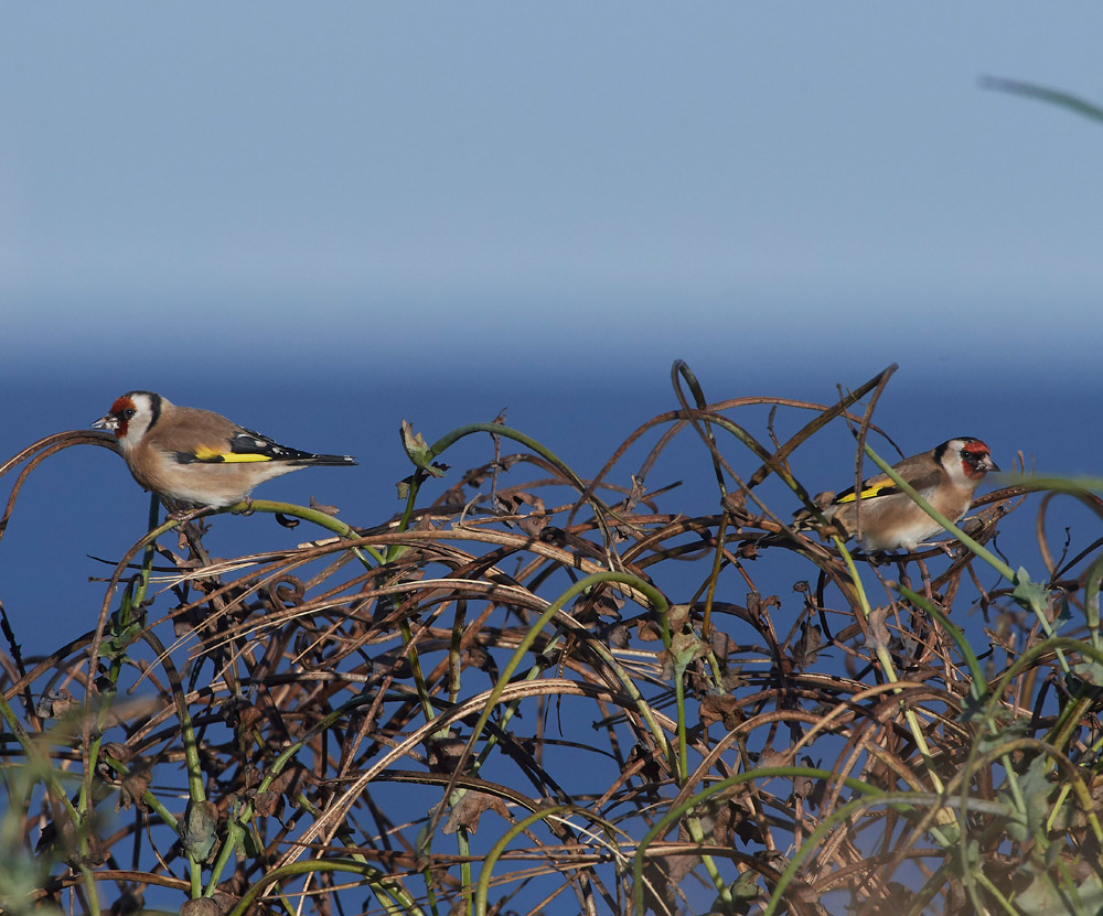 Goldfinch241117-6