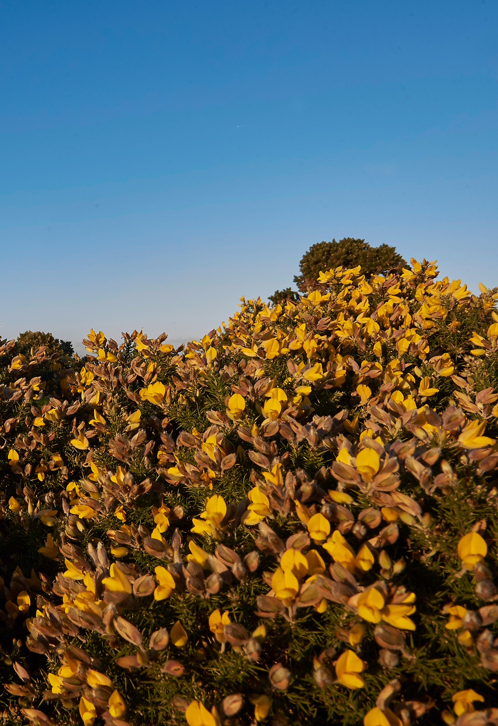 Gorse271217-1