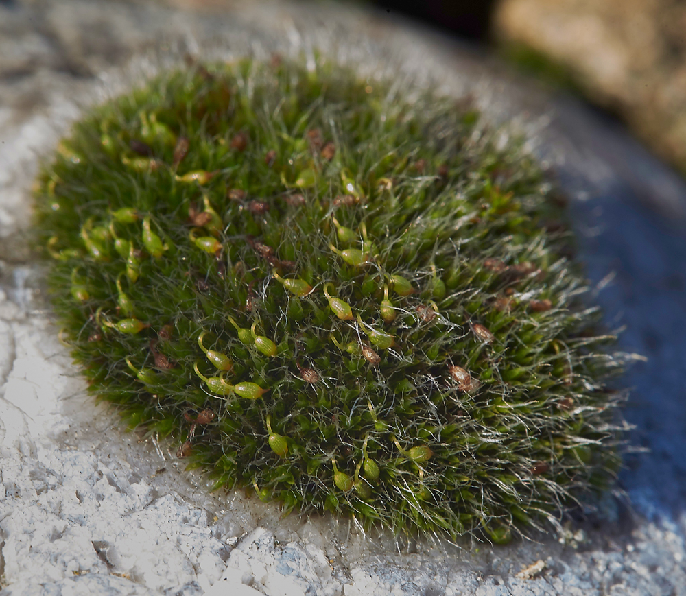 Grimmiapulvinaria271217-1