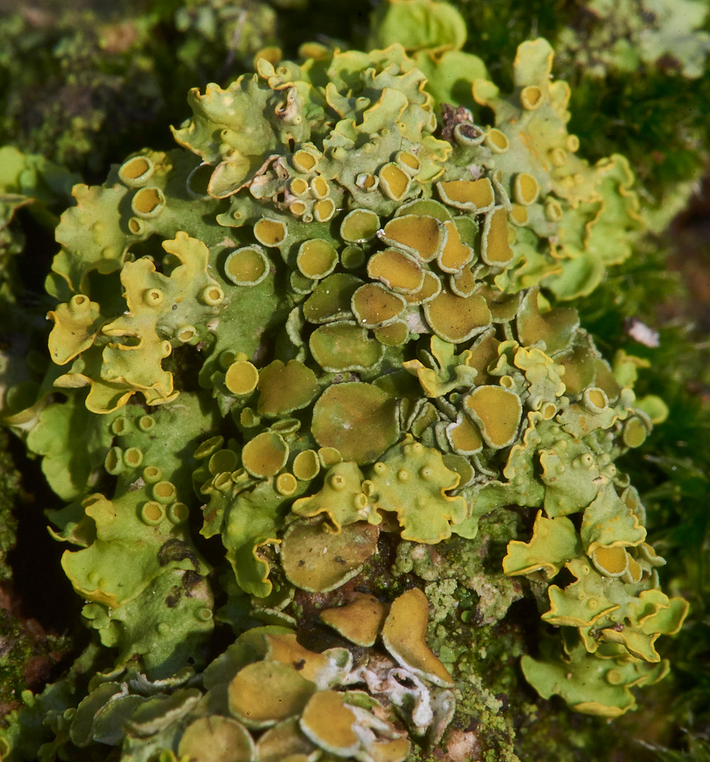 Lichen021217-1
