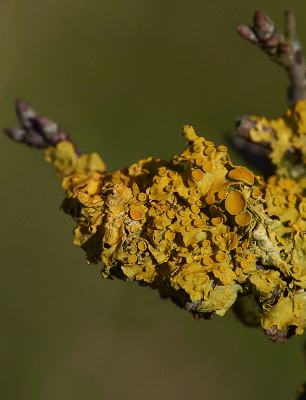 Lichen261117-1