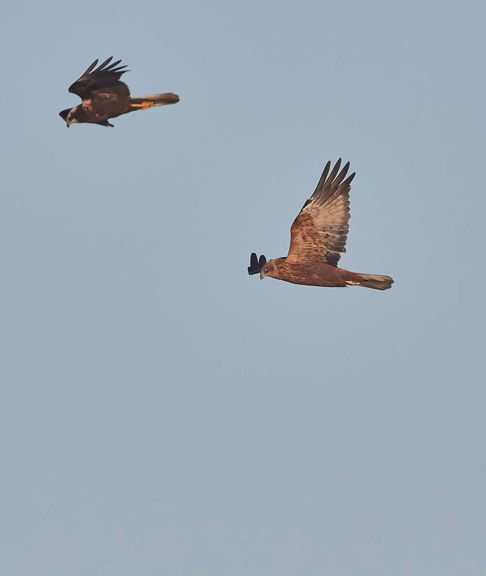 MarshHarrier171117-1
