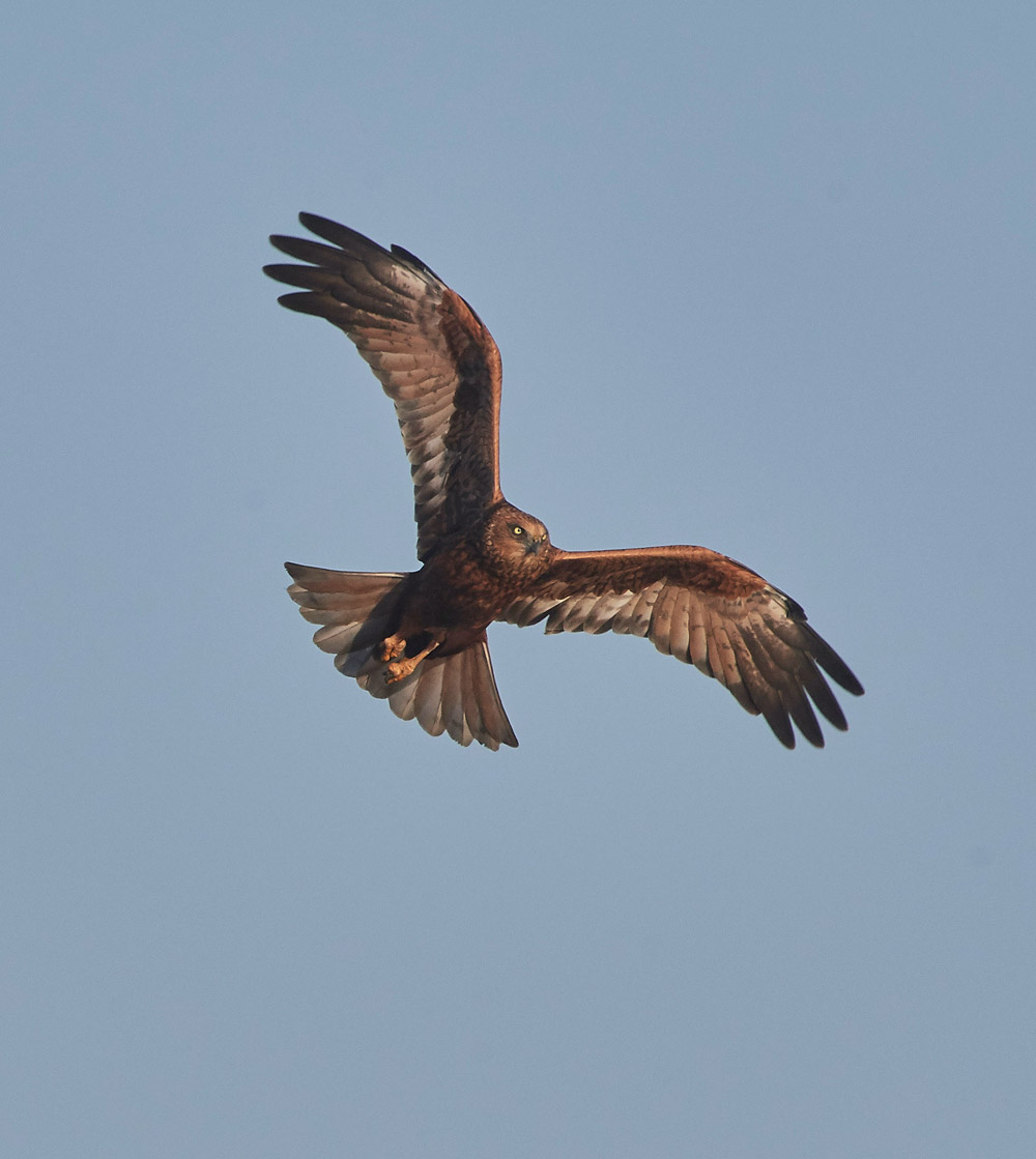 MarshHarrier171117-5