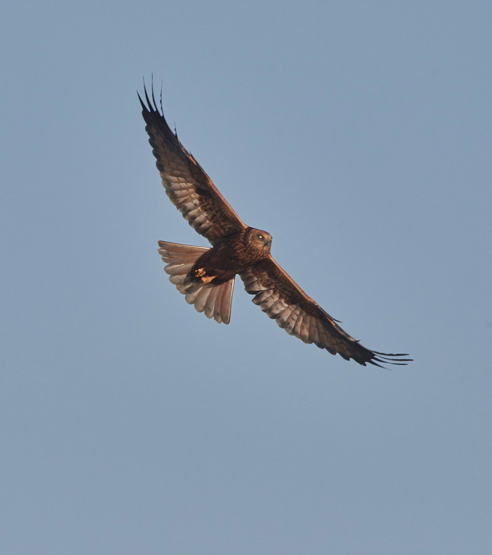 MarshHarrier171117-6