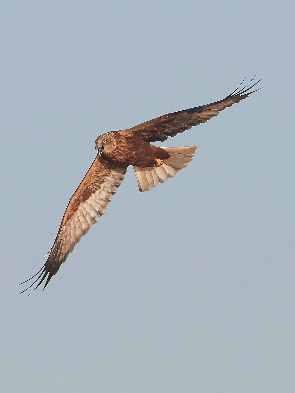 MarshHarrier171117-8