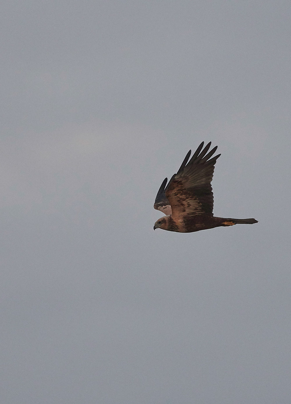 MarshHarrier191117-1