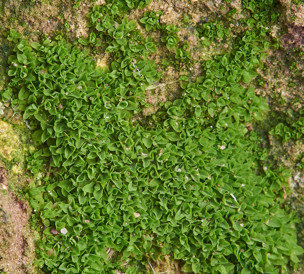 Moss021217-3a