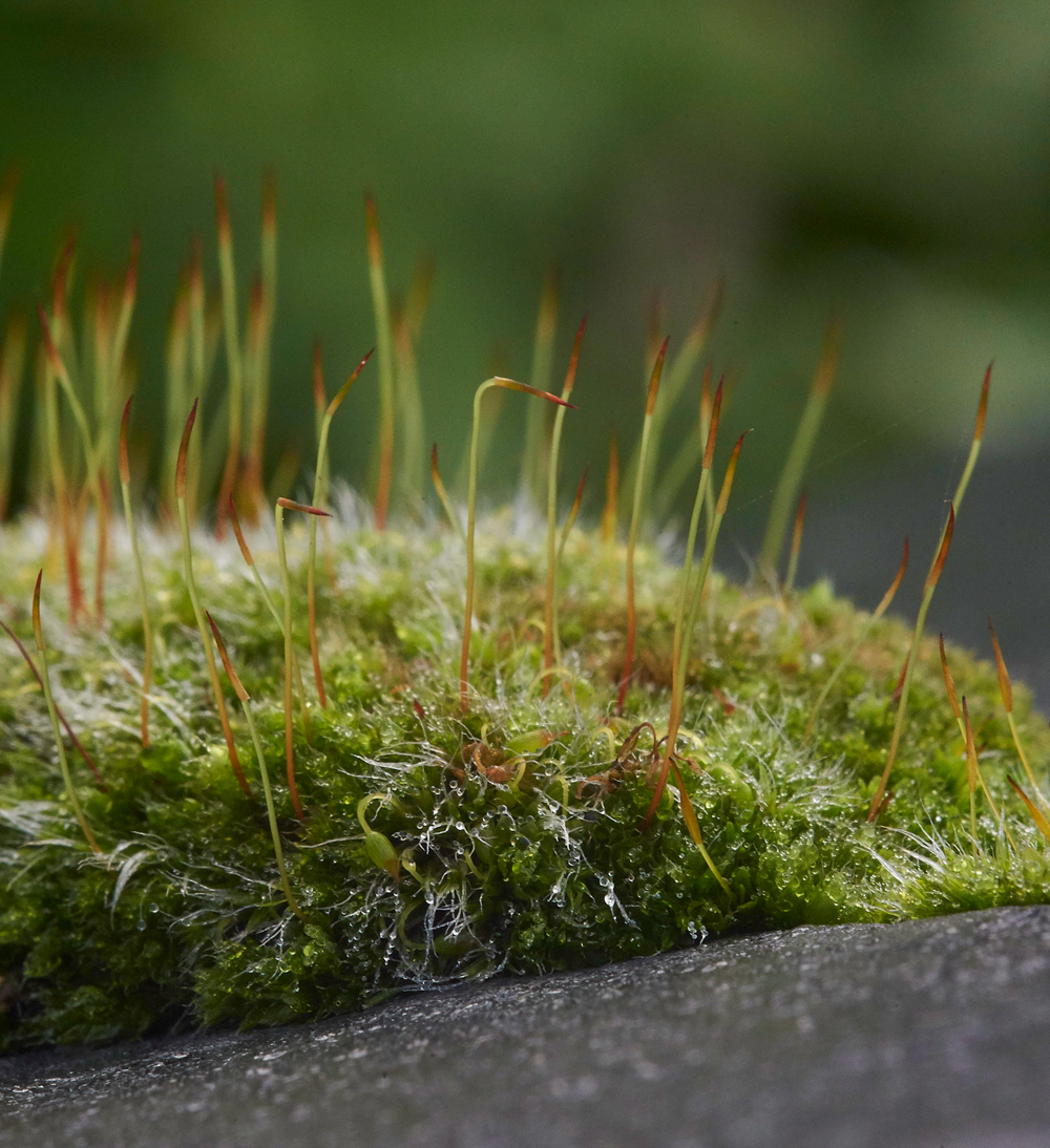 Moss050117-3