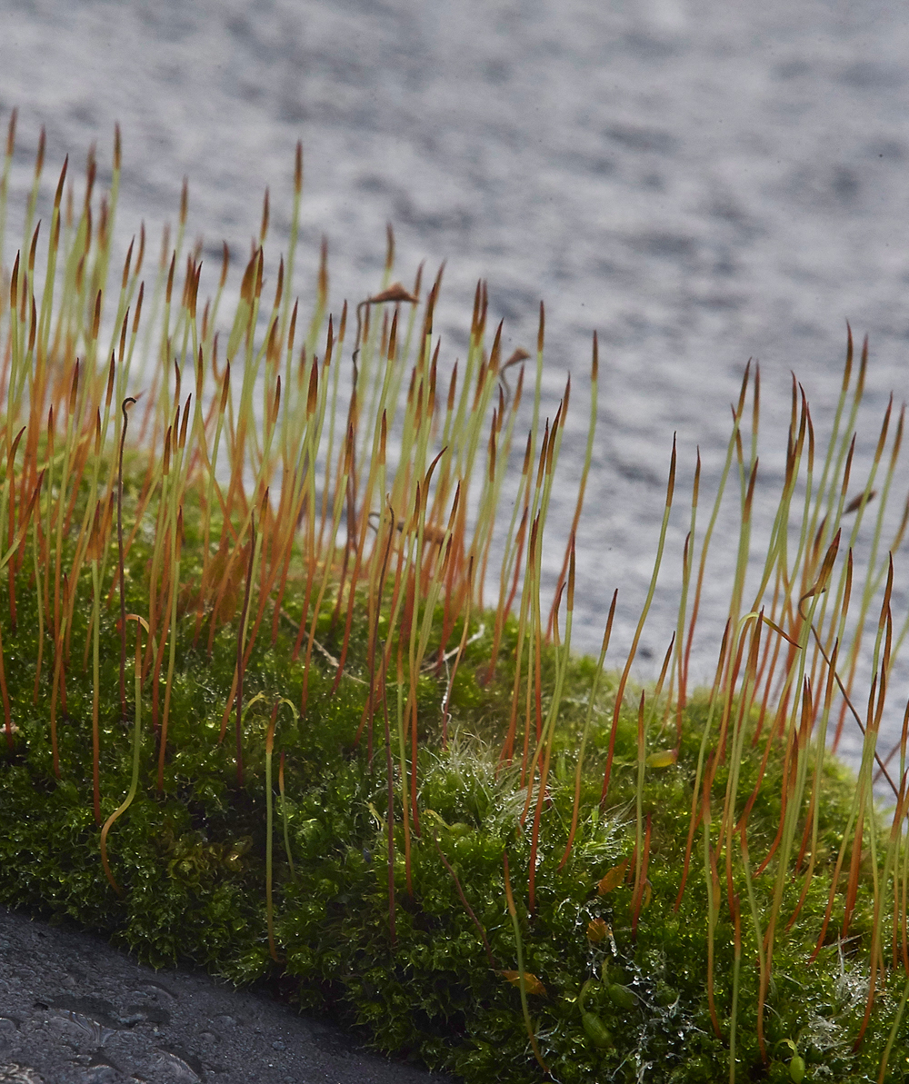 Moss050117-3a