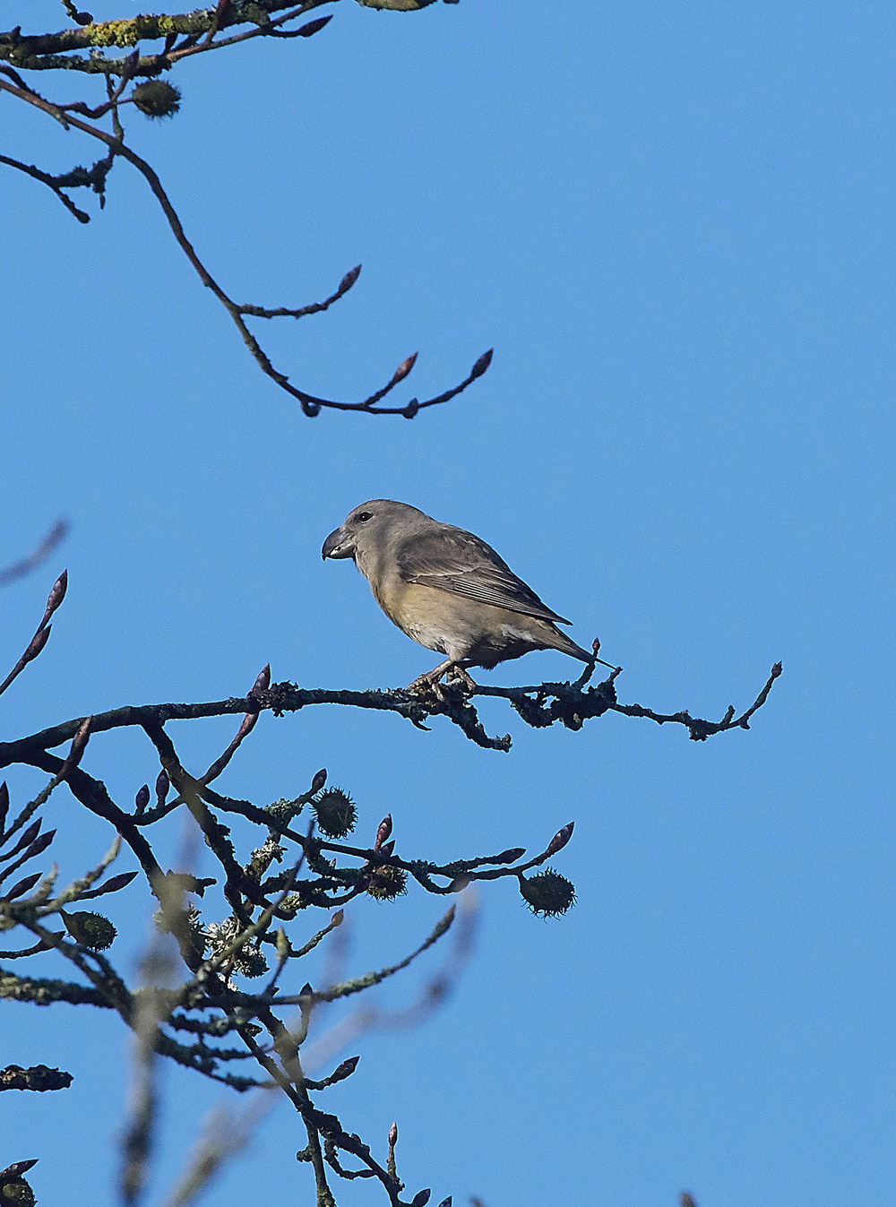 ParrotCrossbill041217-1