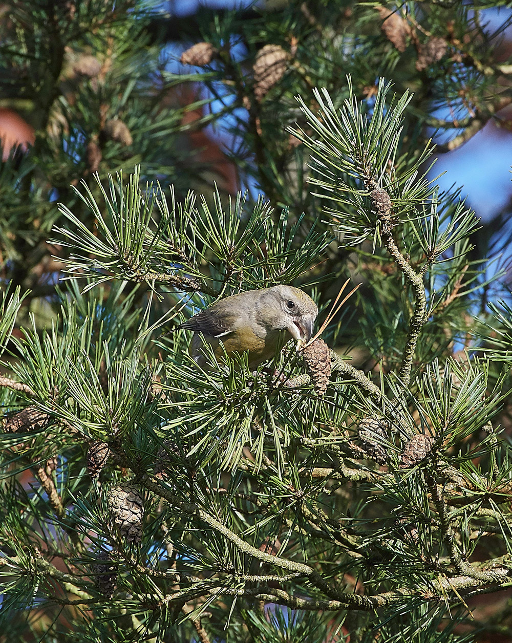 ParrotCrossbill041217-12