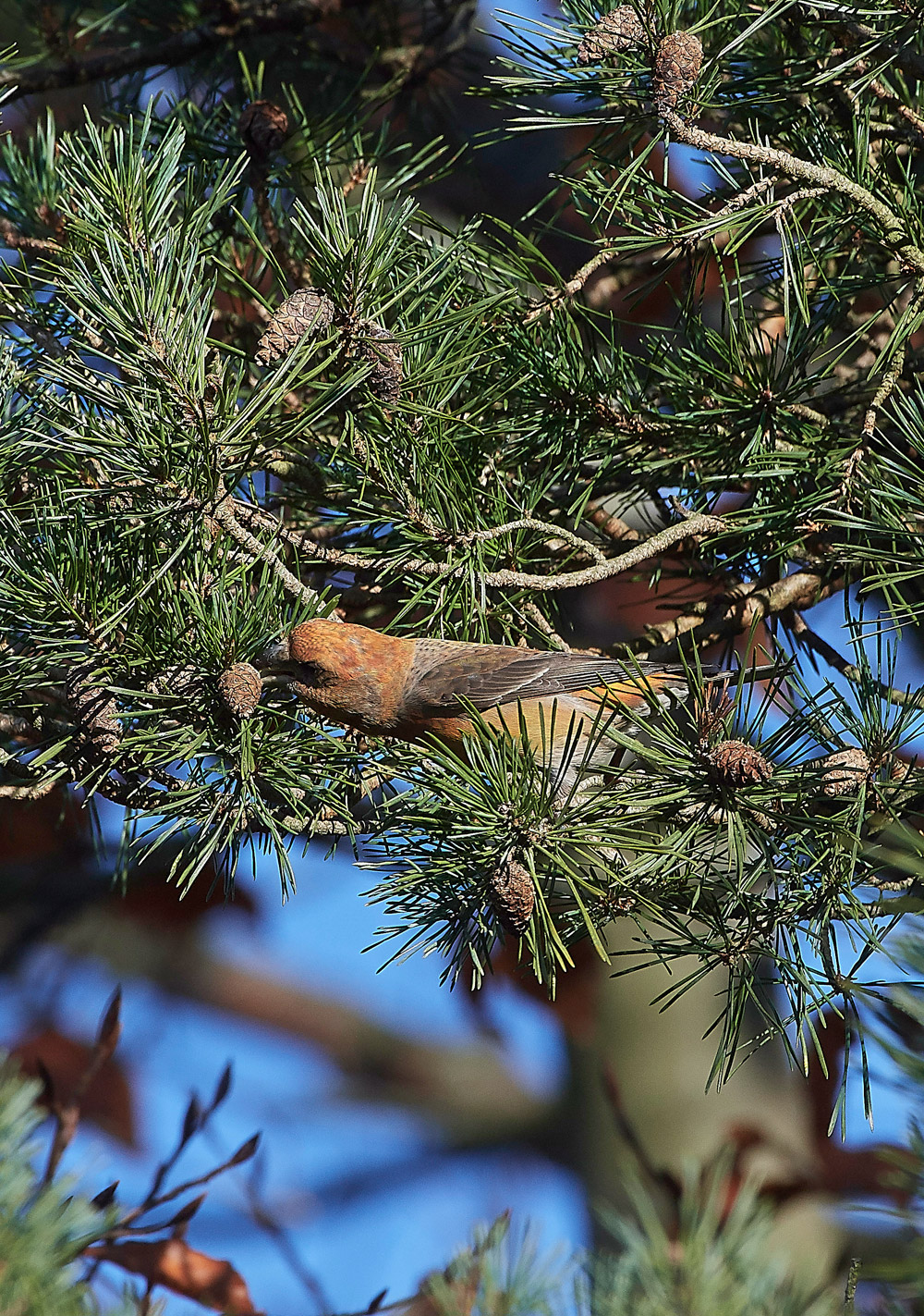 ParrotCrossbill041217-2
