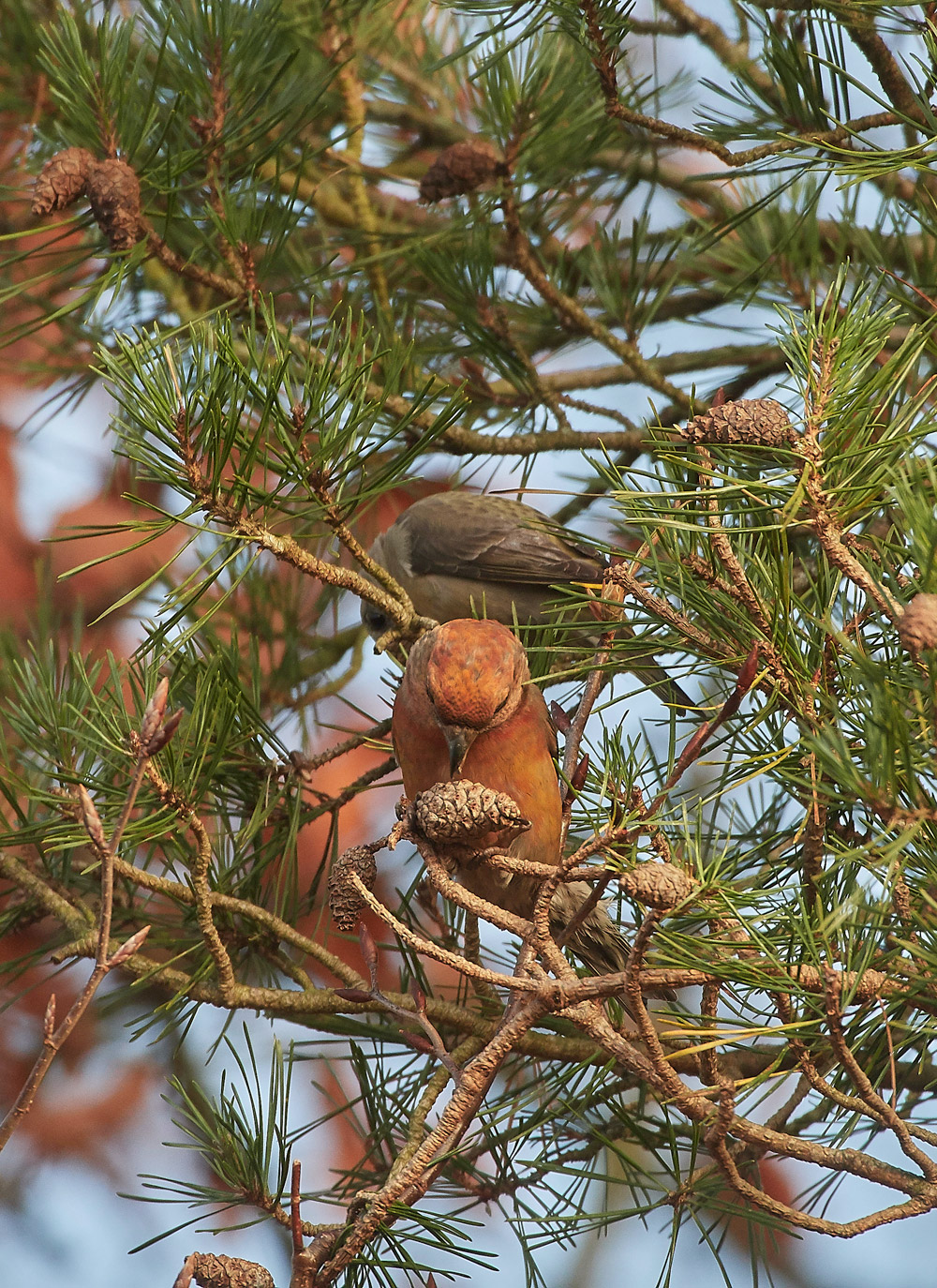 ParrotCrossbill041217-21