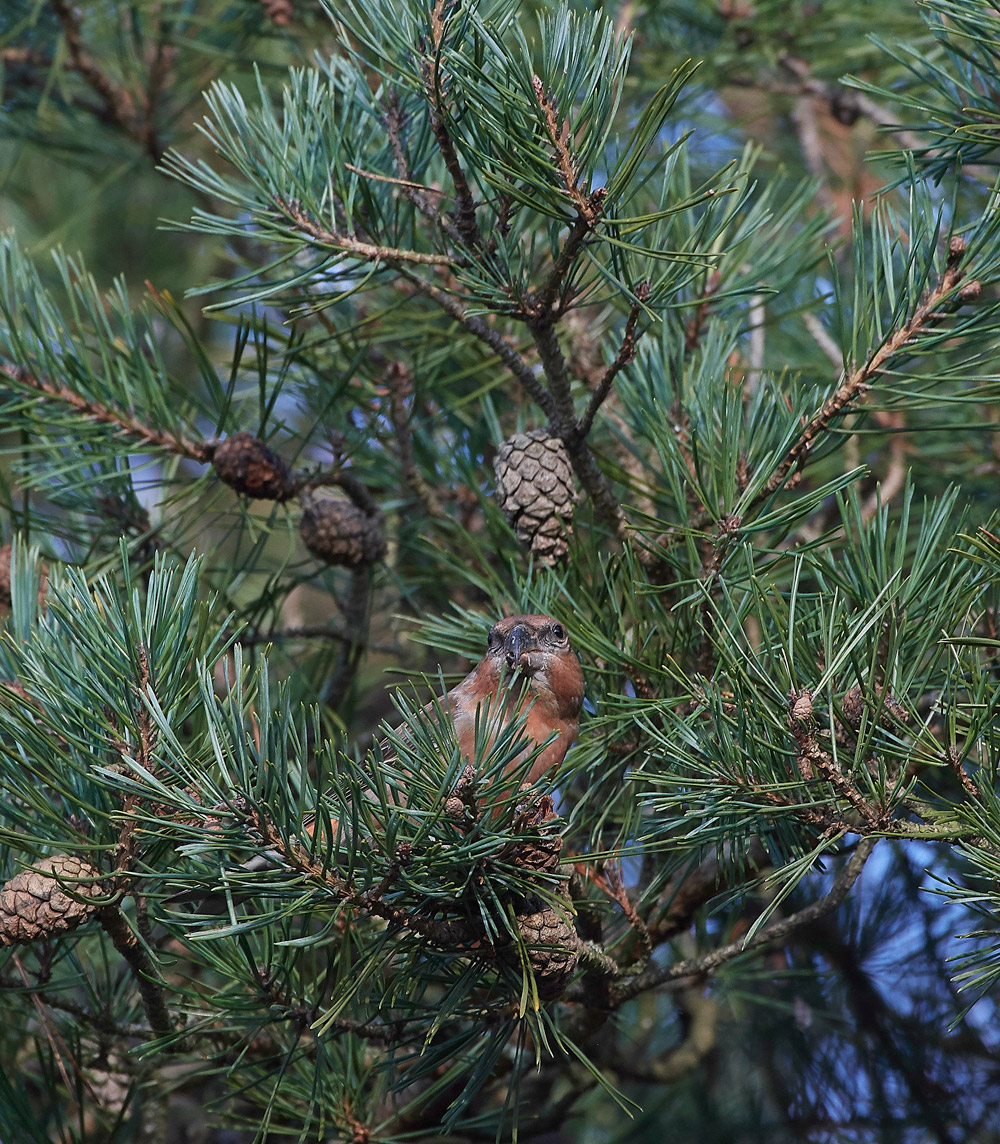 ParrotCrossbill041217-23