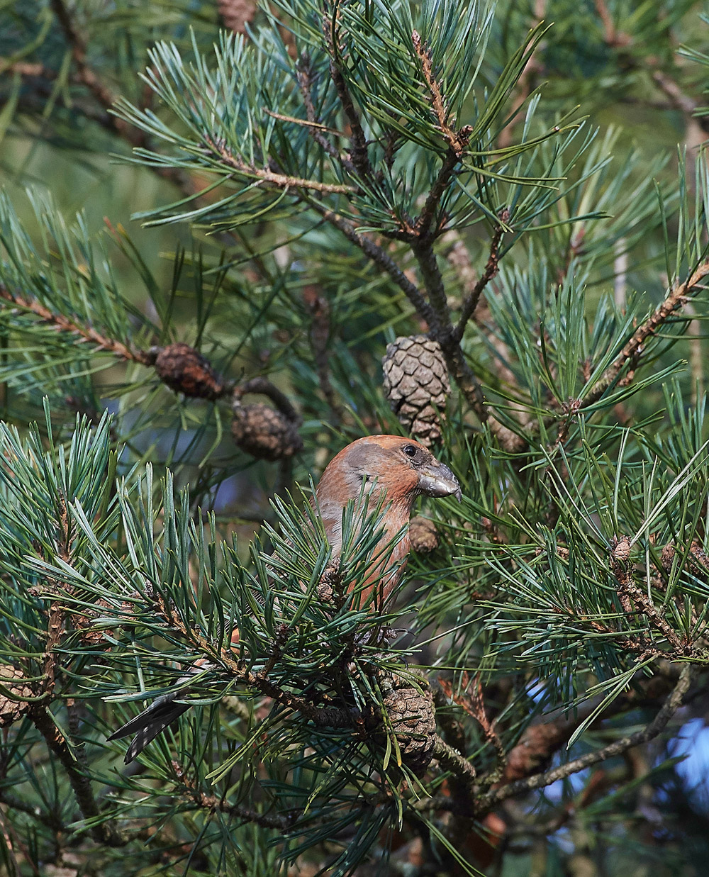 ParrotCrossbill041217-24