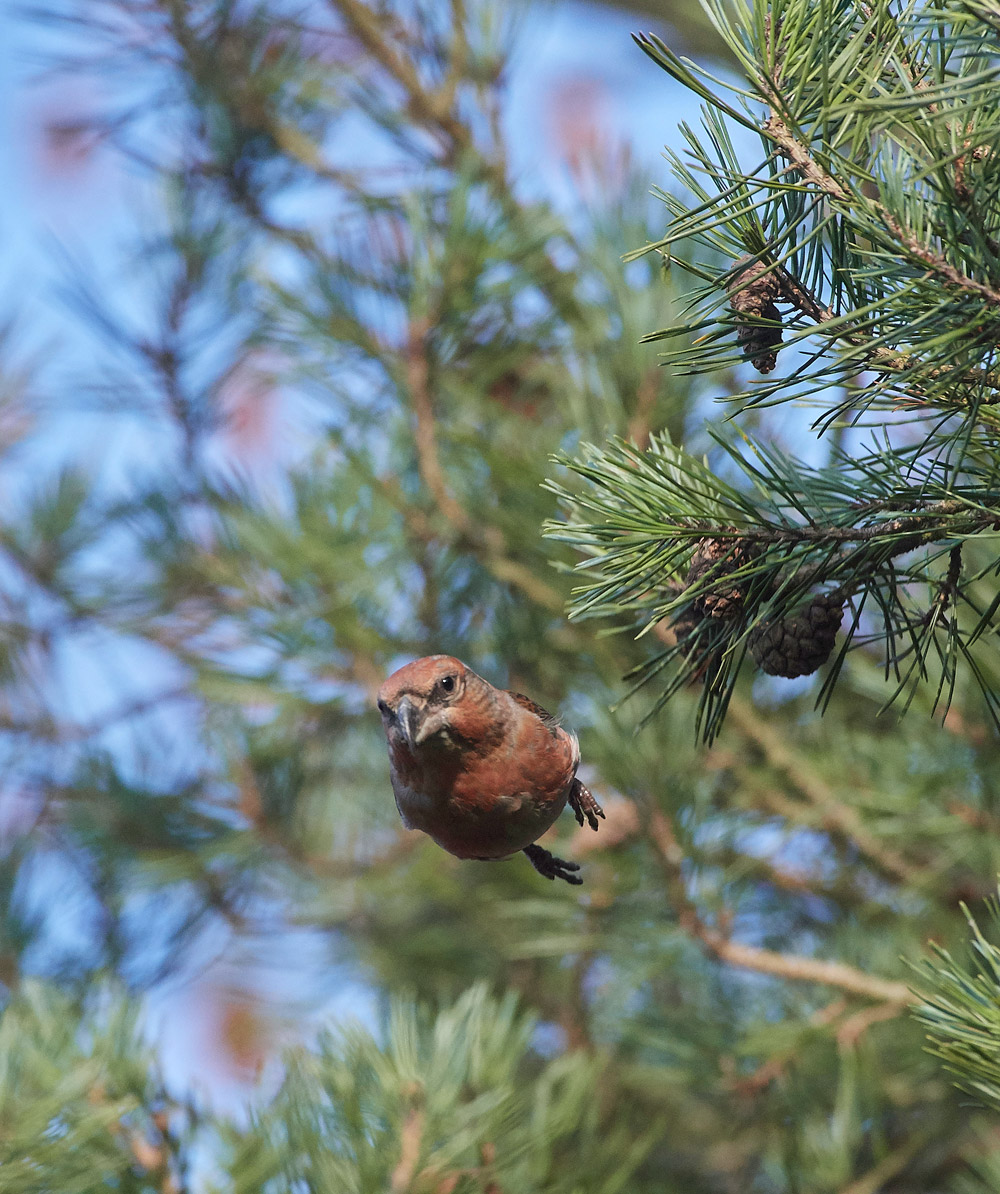 ParrotCrossbill041217-25