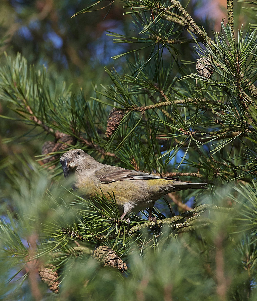 ParrotCrossbill041217-26