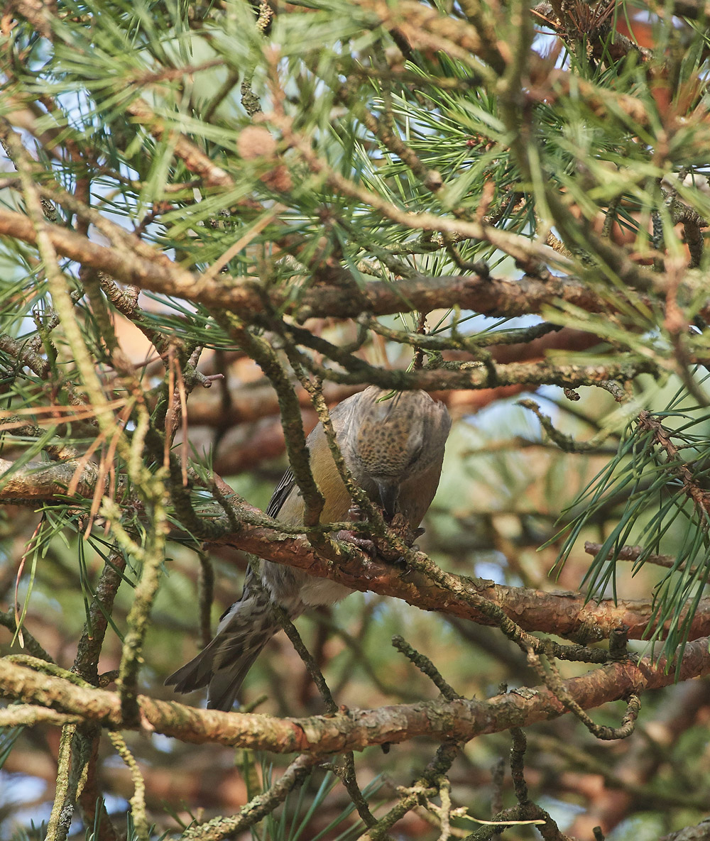 ParrotCrossbill041217-27